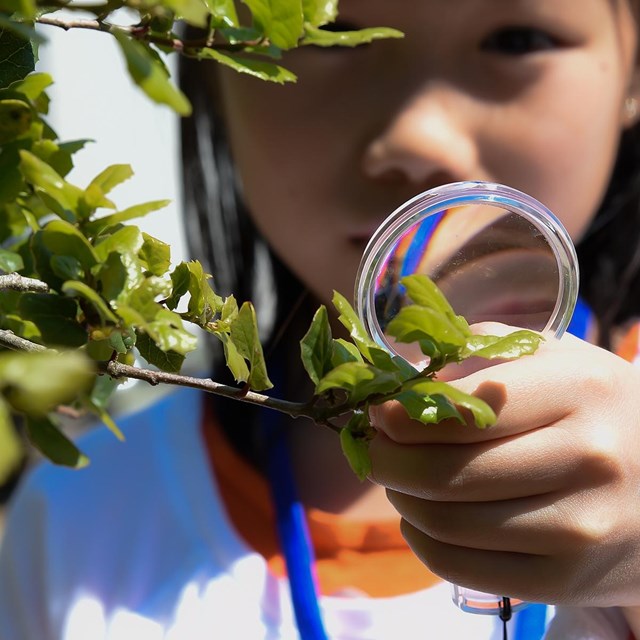 Child examines leaf with looking glass