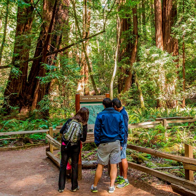 Two individuals stand along a trail looking at a trail kiosk. Redwood trees tower overhead. 