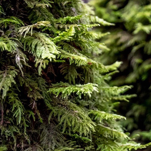 close up of tree leaves