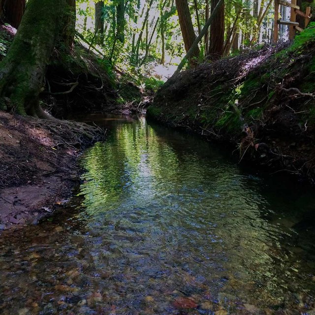 tree lined creek