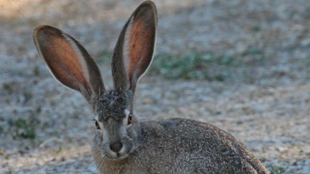 Rabbit