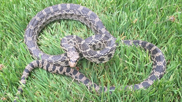 Reptiles