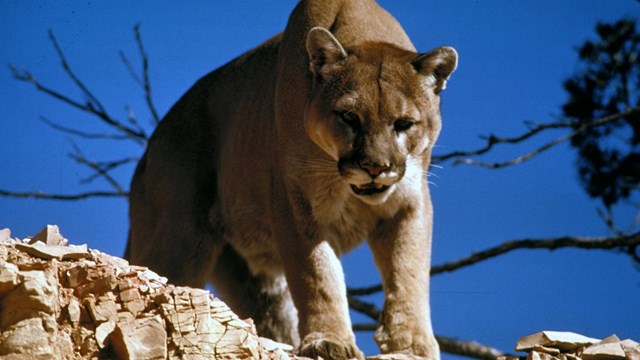 Cats & Other Predators