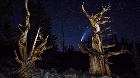 Comet with long tails and two large bristlecones at night