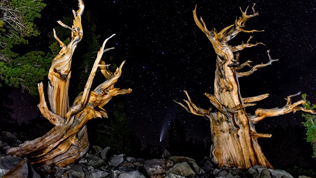 Dead trees with the big dipper behind them.