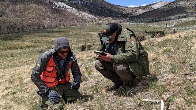 Two scientists crouch down in open expanse of grasses and shrubland to identify plants.