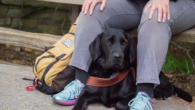 A black dog with strap saying "Guide Dog" lies between the legs of a visitor sitting on a bench.