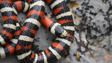 Sonoran Mountain King Snake with orange, white and black strips