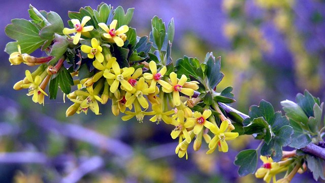 yellow wild flours with purple background