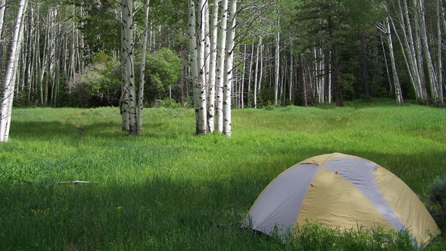 yellow text in green meadow