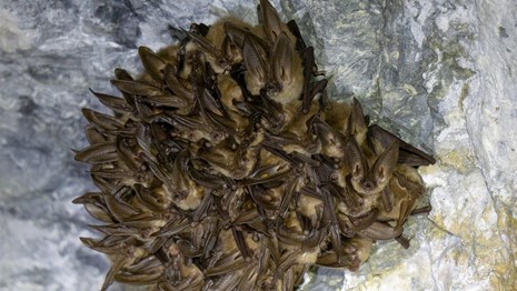 Big eared bat clustered together in a cave