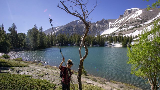 Researcher setting up mist nets for bat research