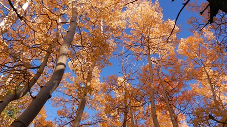 Orange aspens during fall
