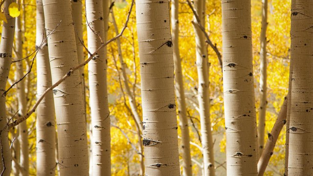 Aspen trunks in fall. Photo credit: Pasha C (flickr)