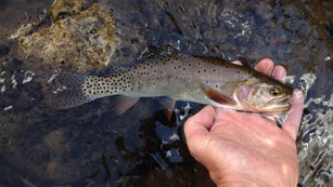 A Bonneville Cutthroat Trout caught  and held over a stream