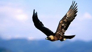 Golden eagle flying