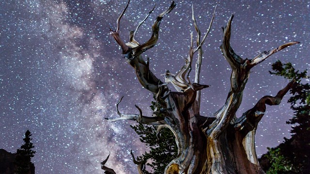 Bristlecone at night