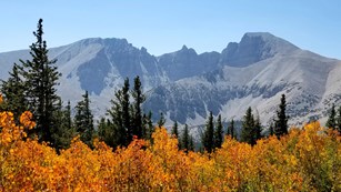 orange leaves on trees in the for ground with a grey wheeler peak in the back ground.