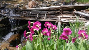 Bright pink flowers in the foreground with green grasses and and a a small stream in the background.