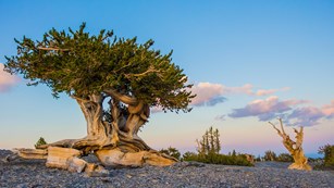 Bristlecone tree at sunset with pastel blues and pinks in the sky behind.