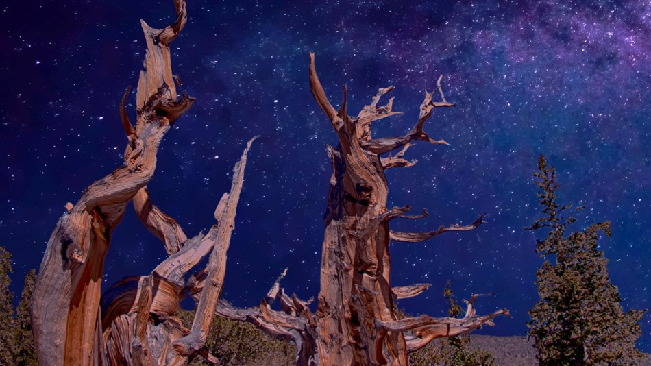 dead brown bristlecone trail with a purple and blue starry sky in background