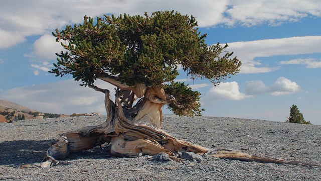 A lone gnarled tree stands atop a gravel covered mountain peak