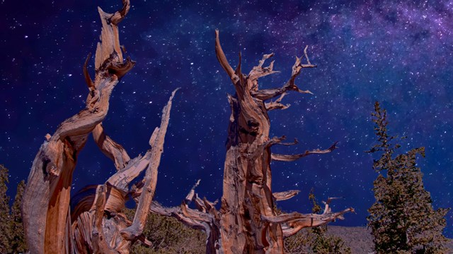 Bristlecone at night with purple sky behind
