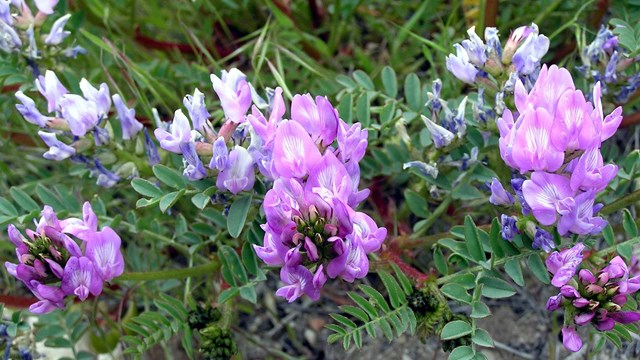 Purple flower with green leave in background