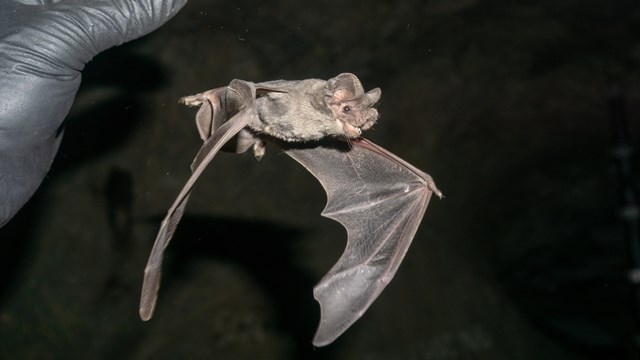 Bat being released