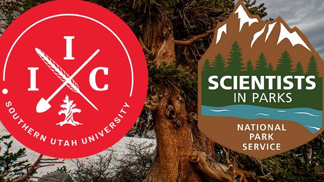 A picture of a gnarled bristlecone and the logos for the NPS and various intern organizations