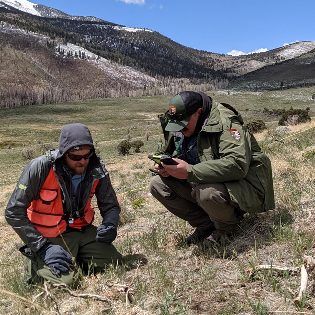 Two scientists crouch down in open expanse of grasses and shrubland to identify plants.