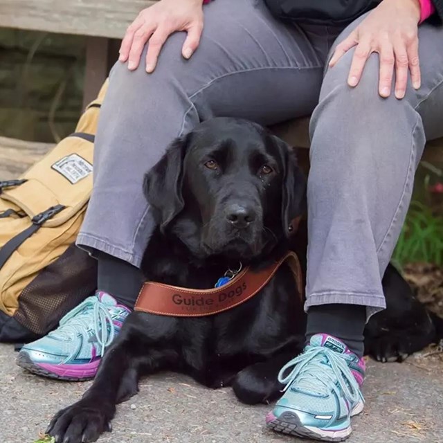 A black dog with strap saying 