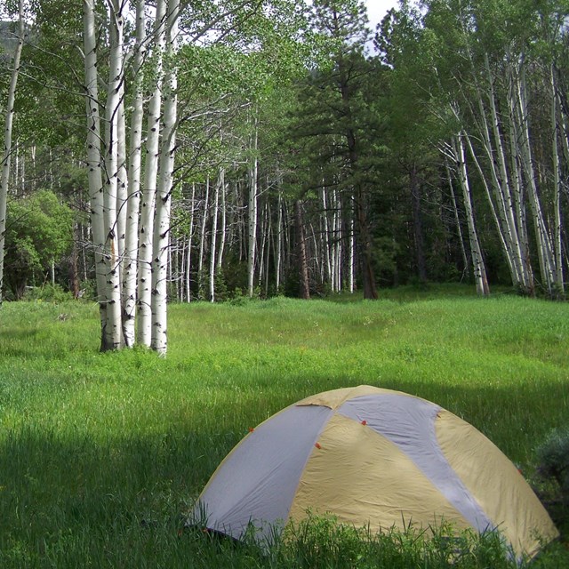 yellow text in green meadow