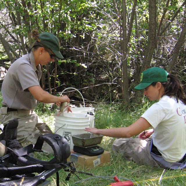 Park Staff studying fish population in Great Basin