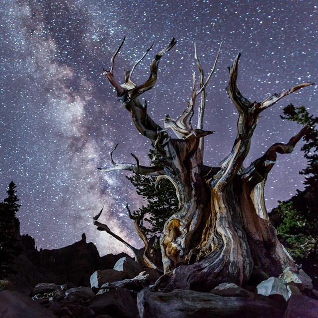 Bristlecone at night