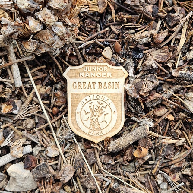 A color image with a small wooden junior ranger badge surrounded by forest floor chips and a pinecon