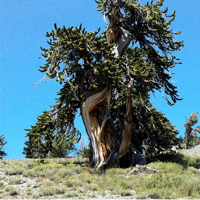 Photo of Bristlecone Pine Tree Found on Mount Washington