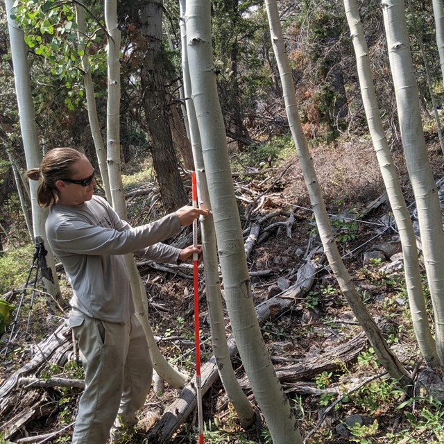 Scientist measures distance from aspen tree stem to plot center.