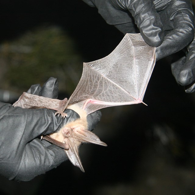 Western big-eared bat with one wing stretched out, held in scientist's gloved hands.