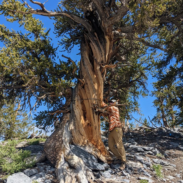 Man measuring diameter of very large, gnarled tree on talus slope.