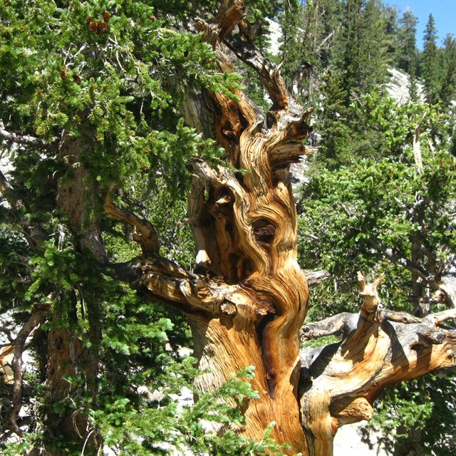 With dense ruddy brown colored wood and living and dead parts the bristlecone pine is a wonder. 
