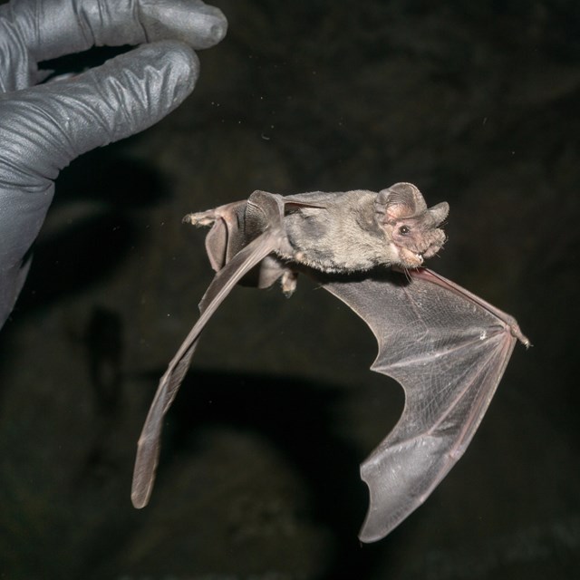 Bat being released