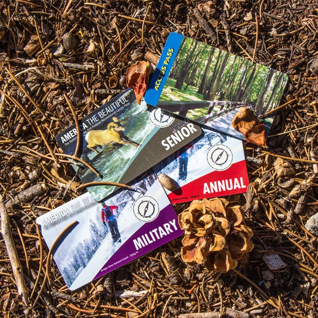 Park passes laying in pine needles