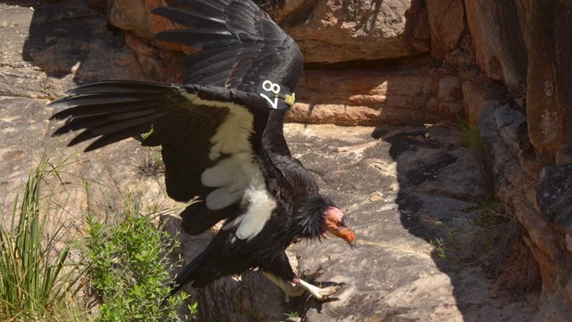 California Condor with wings outstretched is landing on a slickrock ledge