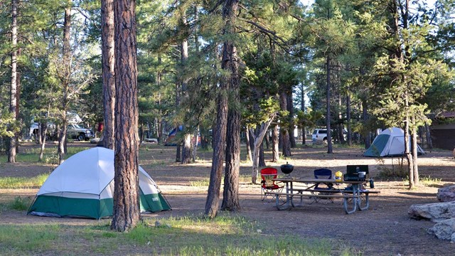 a green and white dome tent in a campsite with a picnic table under tall pine trees.