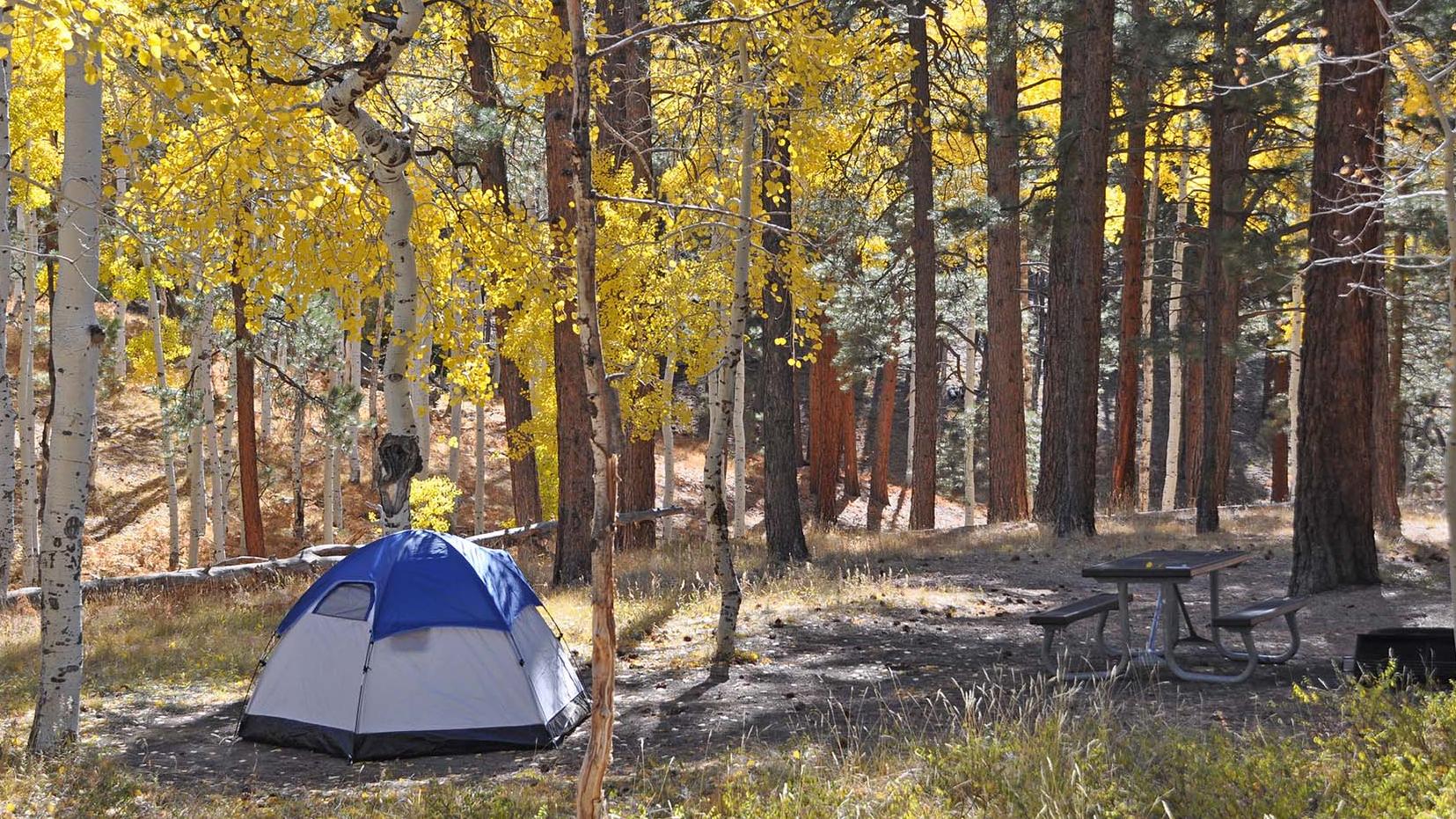 a blue and white dome tent and a picnic table in a campsite surrounded by golden aspen trees.