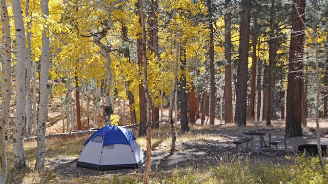 a blue and white dome tent and a picnic table in a campsite surrounded by golden aspen trees.