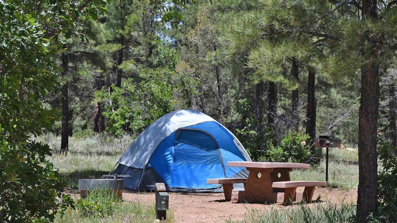 A blue tent, a picnic table and a metal cooking grill in a campsite surrounded by pine trees,
