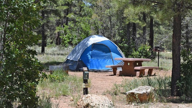 A blue tent, a picnic table and a metal cooking grill in a campsite surrounded by pine trees,