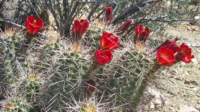 several small, cylindrical shaped cacti with long thorns and bright crimson flowers